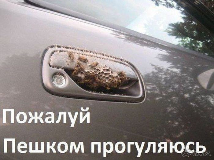 auto_prikoli_06_efabd8287cd62212151aba98a3af6928.jpg