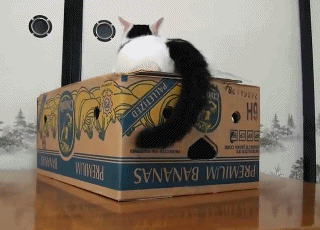 funny_cats_gifs_24.gif
