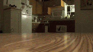 funny_cats_gifs_26.gif