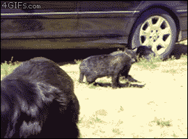gif_18032013_005.gif