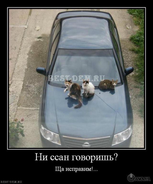 Ща исправлю. Приколы про Ниссан. Шутки про Ниссан. Кот Ниссан. Демотиваторы автомобильные.