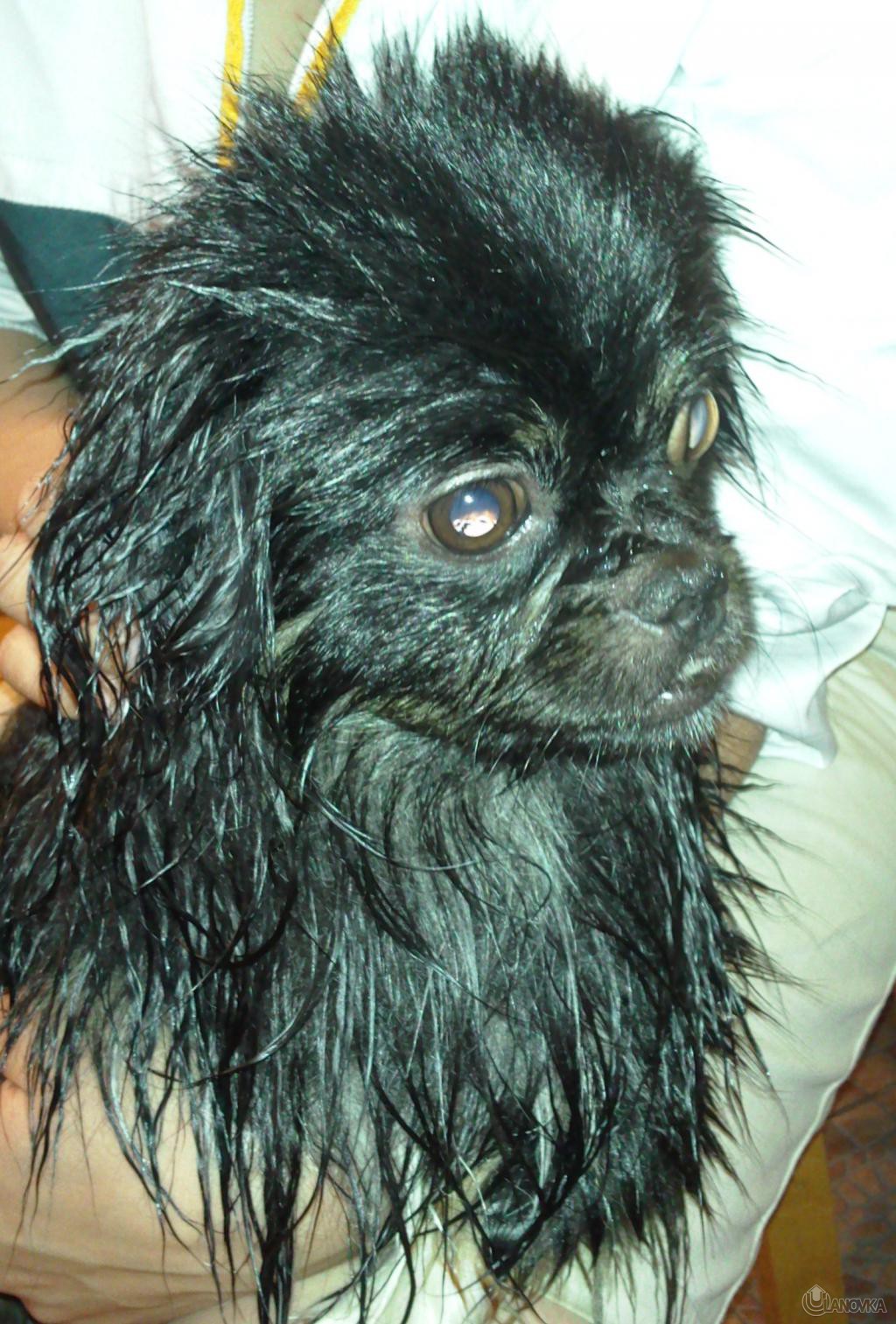 Pekines_0176.jpg