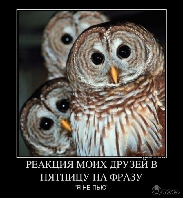 799219_reaktsiya_moih_druzej_v_pyatnitsu_na_frazu.jpg