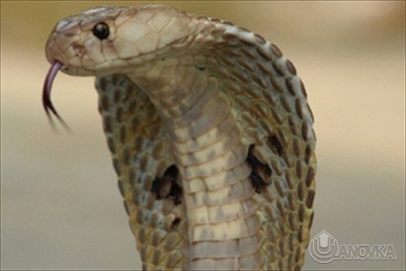 egyptian-cobra-snake_71077b76698c57d6a789c1ace3535f28.jpg